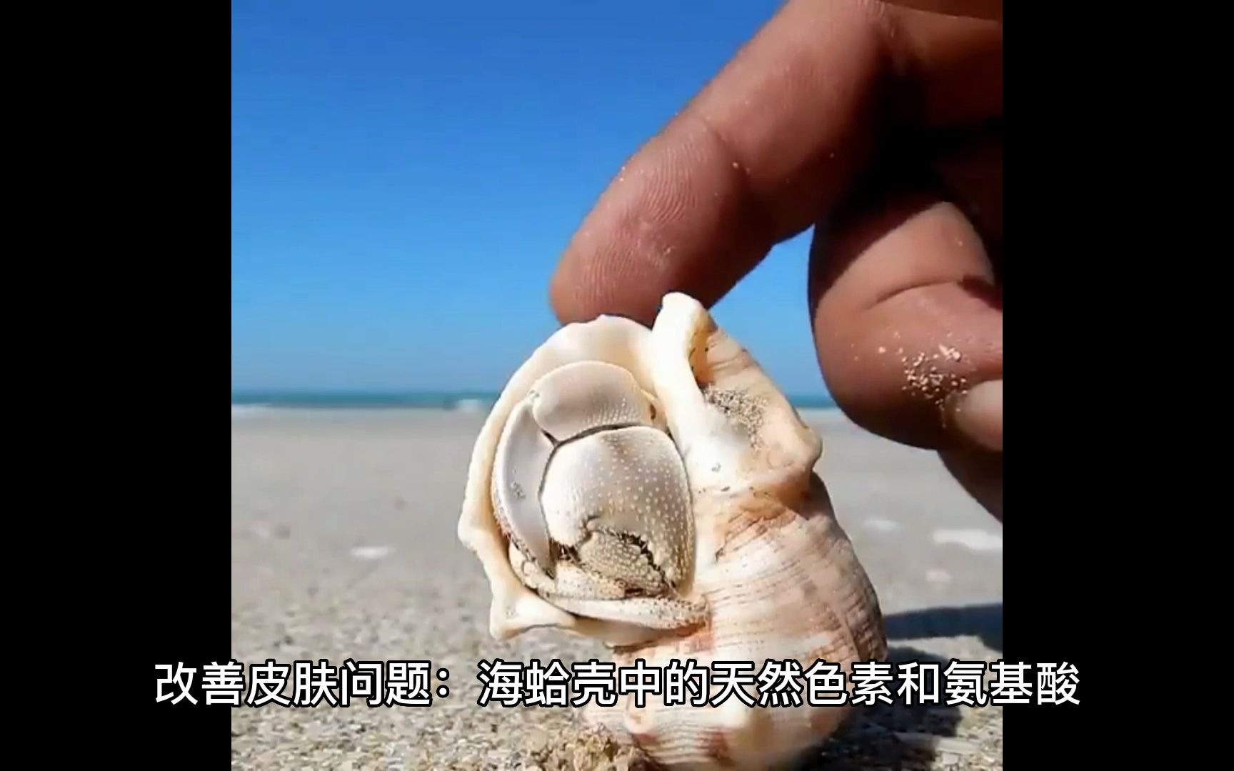 海蛤壳的功效与作用