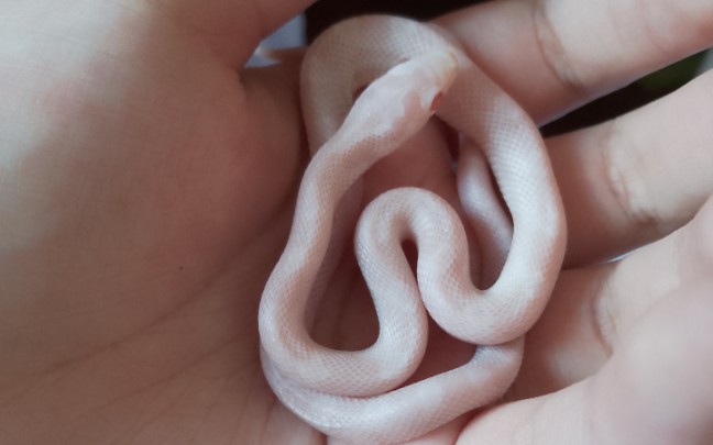 【宠物】青白蛇齐了