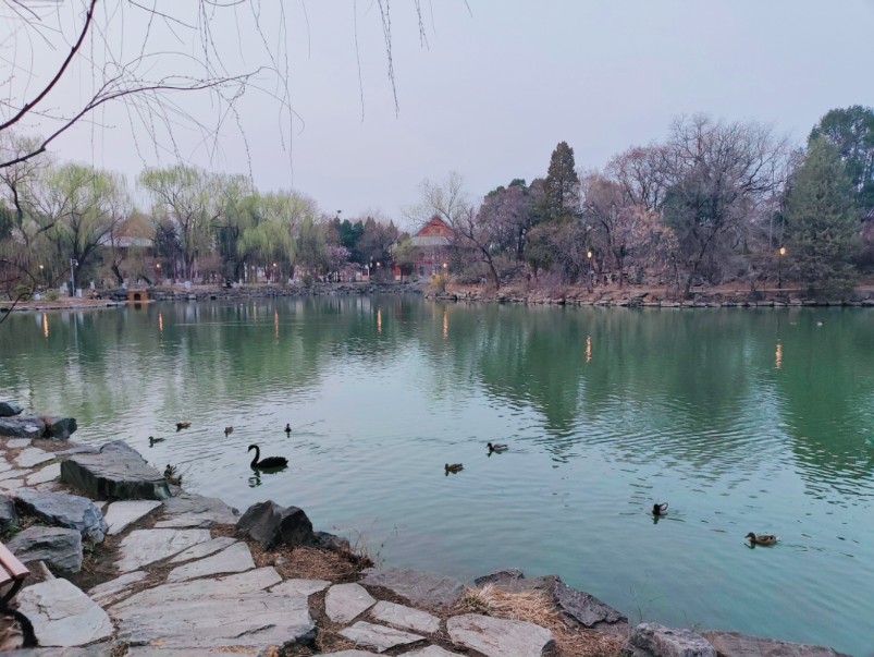 鸳鸯天鹅绿头鸭,未名湖畔有趣鸭.
