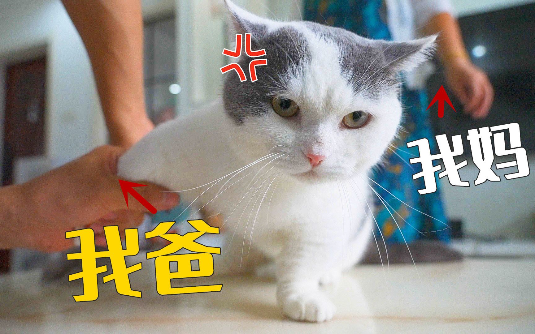 [图]爸妈请假来我家玩猫，把猫整emo了