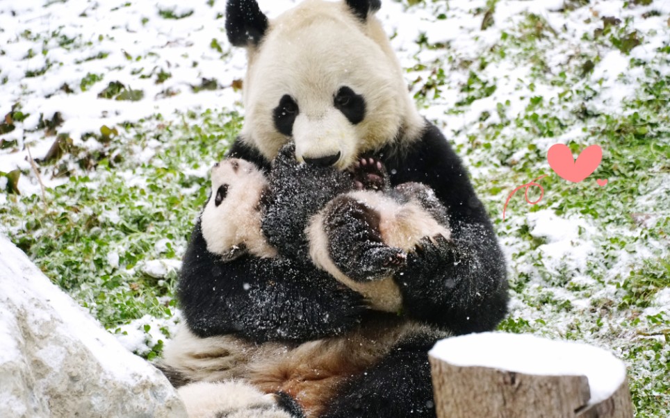 [图]大雪 绅宾妈妈给双胞胎崽崽喂奶 现场实拍【大熊猫绅宾】