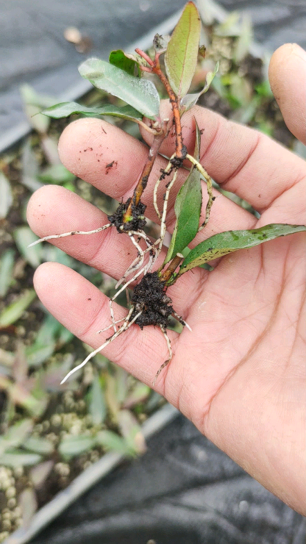 法国香水茉莉扦插苗,藤本植物,冬季开小黄