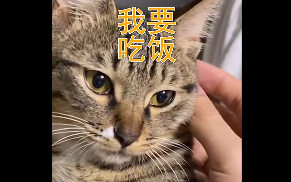 猫咪不吃猫粮怎么办?教你个方法以德服猫!#bilibili新星计划#哔哩哔哩bilibili