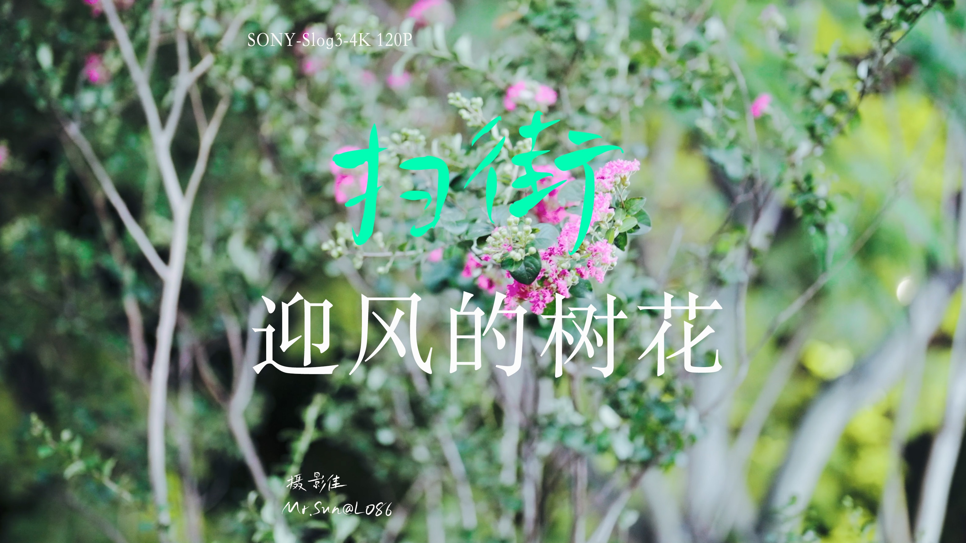 扫街|升格下迎风的树花|4K 120p空镜素材分享哔哩哔哩bilibili