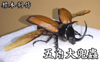 甲虫昆虫标本制作 搜索结果 哔哩哔哩 Bilibili