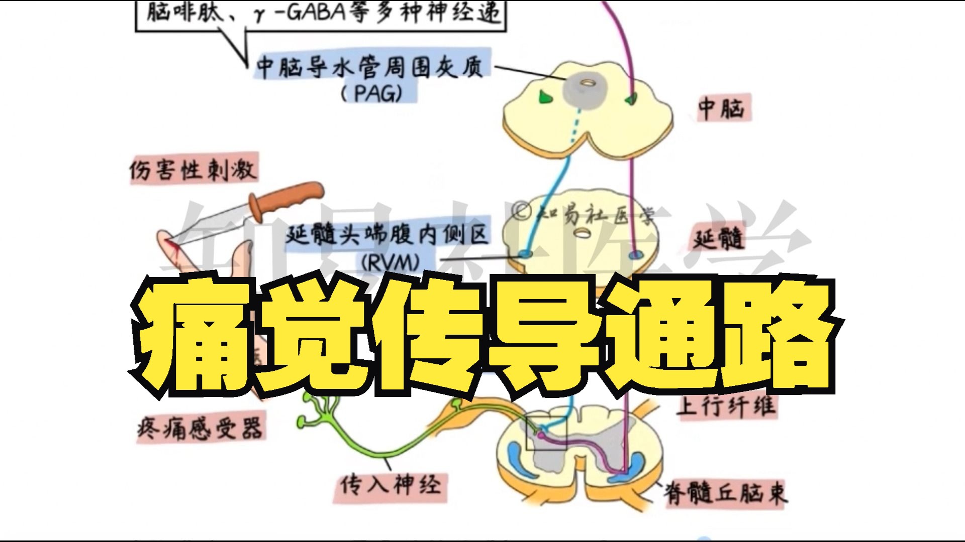 医学笔记 痛觉传导神经通路哔哩哔哩bilibili