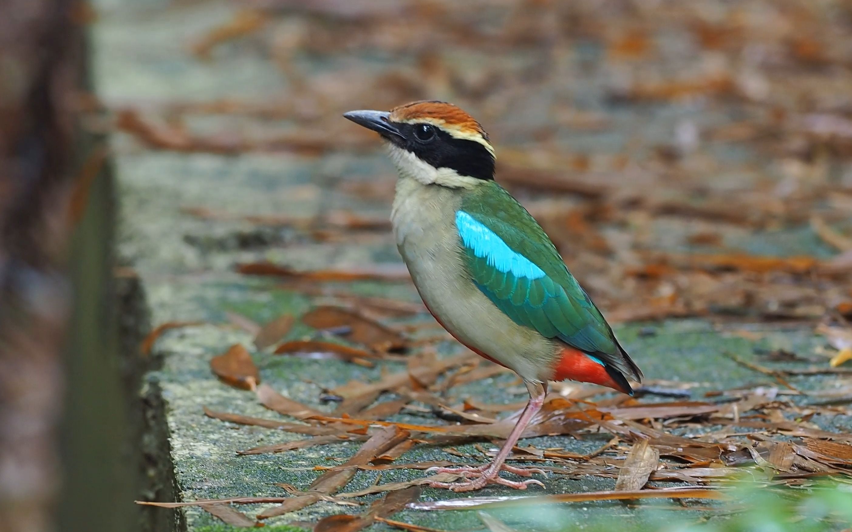 瞧瞧仙八色鸫的走路姿势