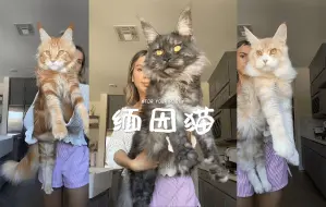 Descargar video: 你更喜欢哪种颜色的缅因猫？🖤🧡🤍