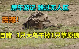 Tải video: 震撼！目睹3只老鹰干掉草原狼！房车在无人区，无人机见更震撼的