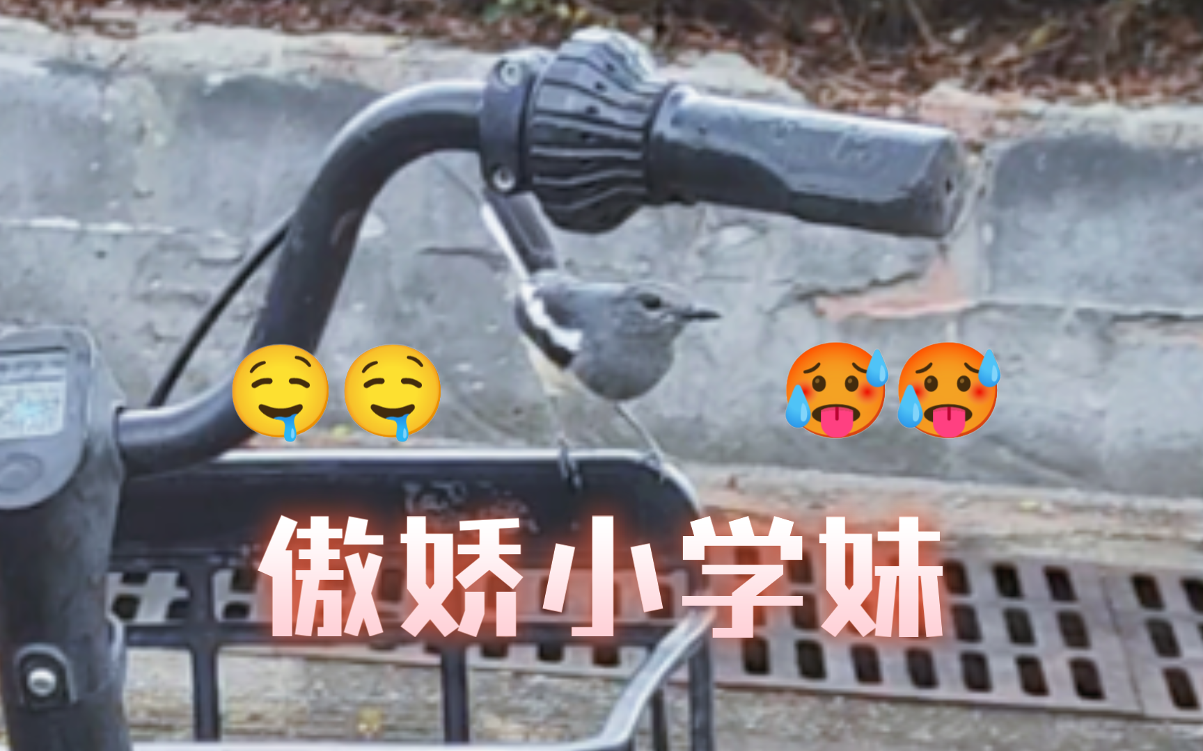 傲娇小学妹只是在单车上看着你𐟥𕥓”哩哔哩bilibili