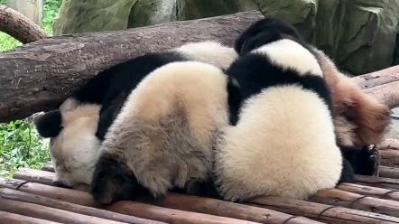 重庆动物园 大熊猫渝爱醉奶现场,一种奶喂出两种.