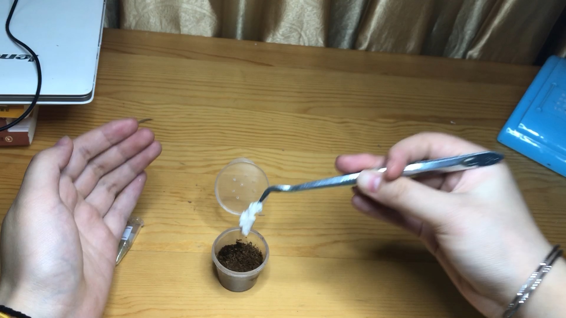 【加蓬繁星巴布】小苗子开箱