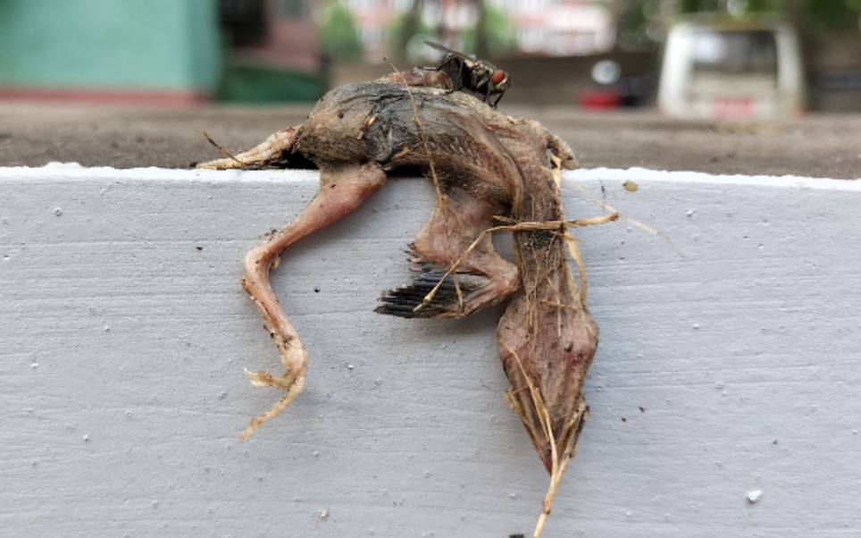 一只死去的小麻雀