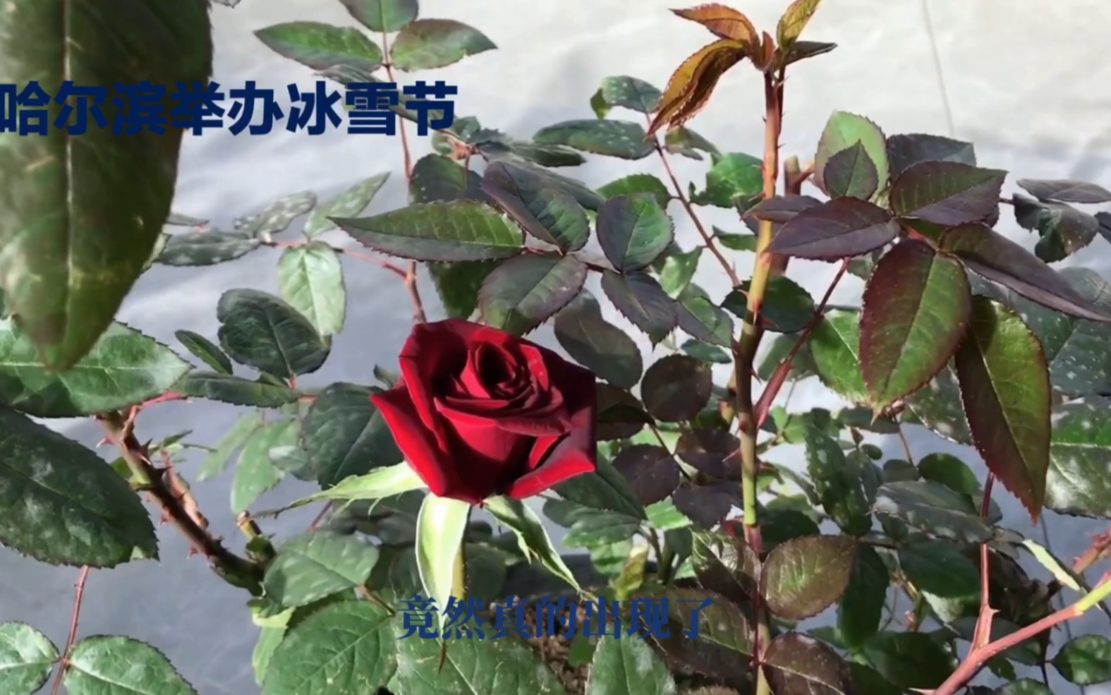 冰天雪地中的瑰丽奇迹:哈尔滨冰玫瑰盛开