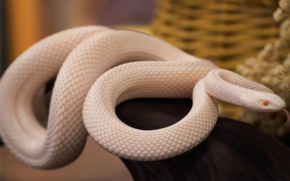 一比一还原黑白玉米蛇,你值得拥有