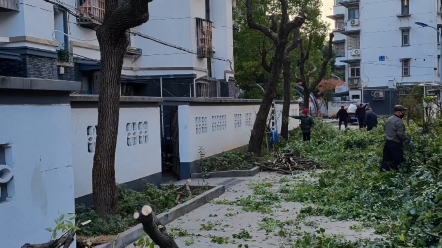 [图]今天化身光头强，这些老疤说明了低层住户对这些树的恨，今天搞定了4颗，累坏了，衣服里三层外三层全湿了