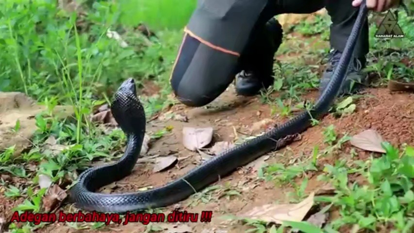 好黑好黑的眼镜蛇