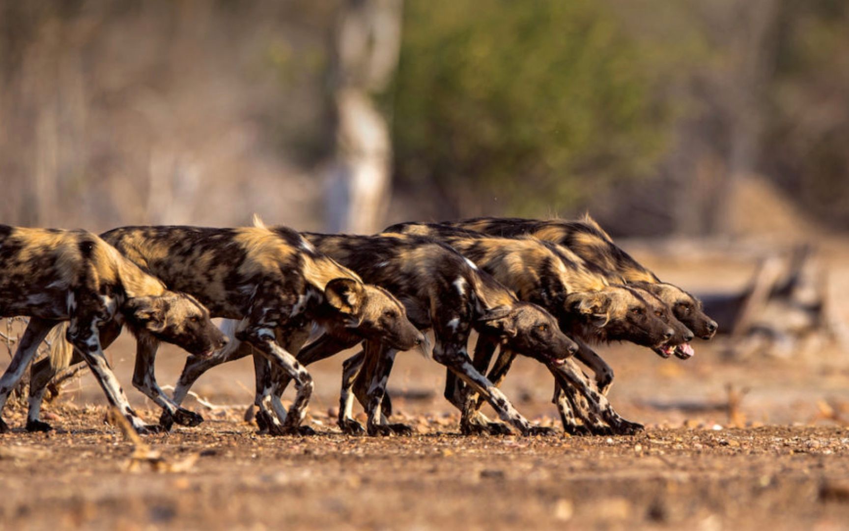 实拍非洲野犬猎杀角马的全过程:这气场太强了,活脱脱的兄弟会!