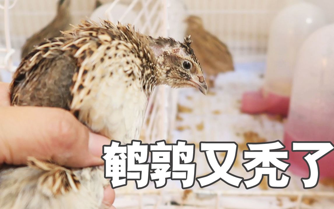 【柿子菌】好好的鹌鹑,被同伴啄秃了!丑得我想吃肉了,省着拔毛