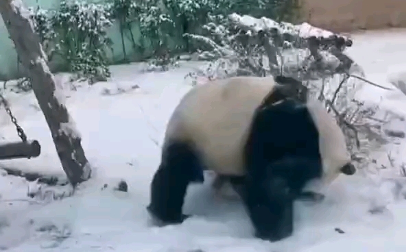 [图]在雪地玩摇篮。