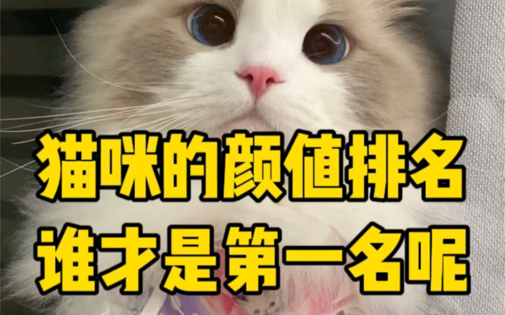 猫咪的颜值排名谁才是第一名呢哔哩哔哩bilibili