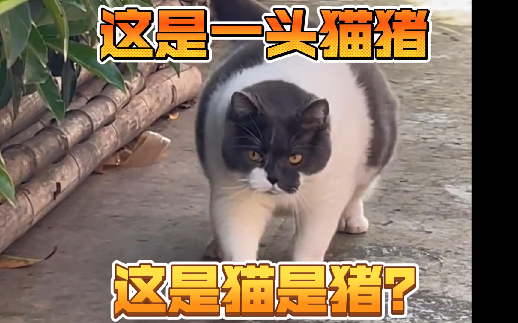 那些胖成猪的动物哔哩哔哩bilibili