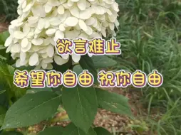 欲言难止｜陆赫扬许则｜顺子倒霉死勒｜希望你自由，祝你自由～