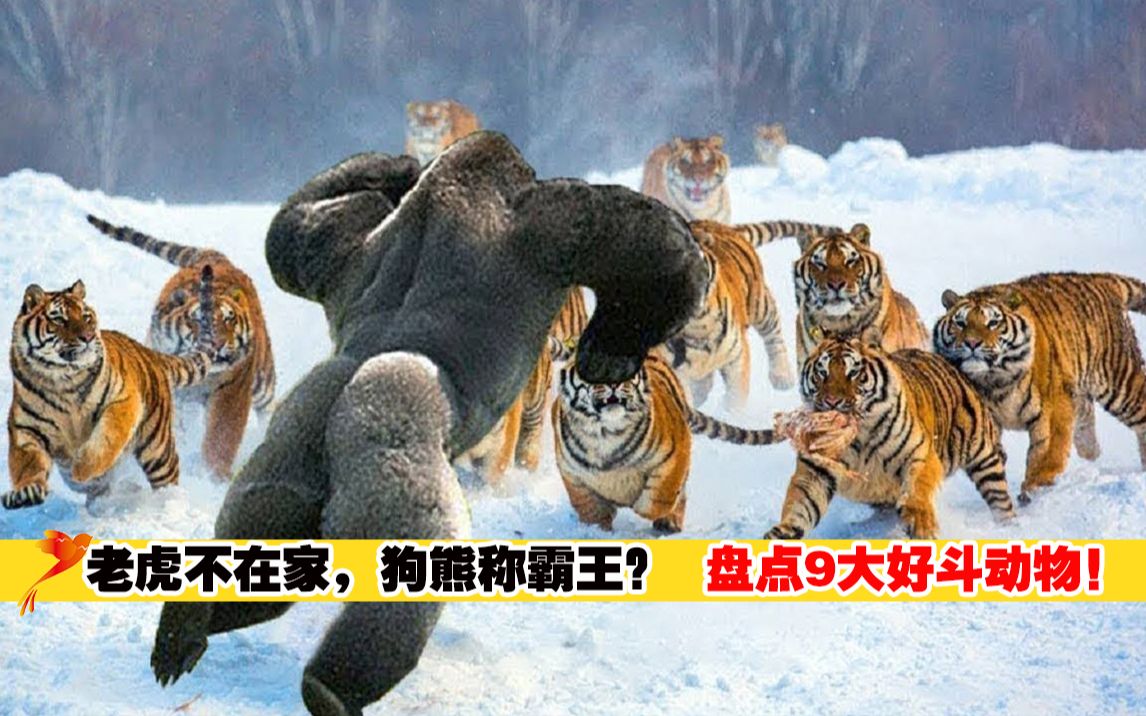 山中无老虎,猴子称霸王!盘点10种最凶猛好战的动物哔哩哔哩bilibili