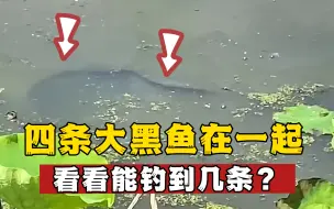 Download Video: 运气太好啦！河边发现四条大黑鱼在一起，看看能钓几条上来？