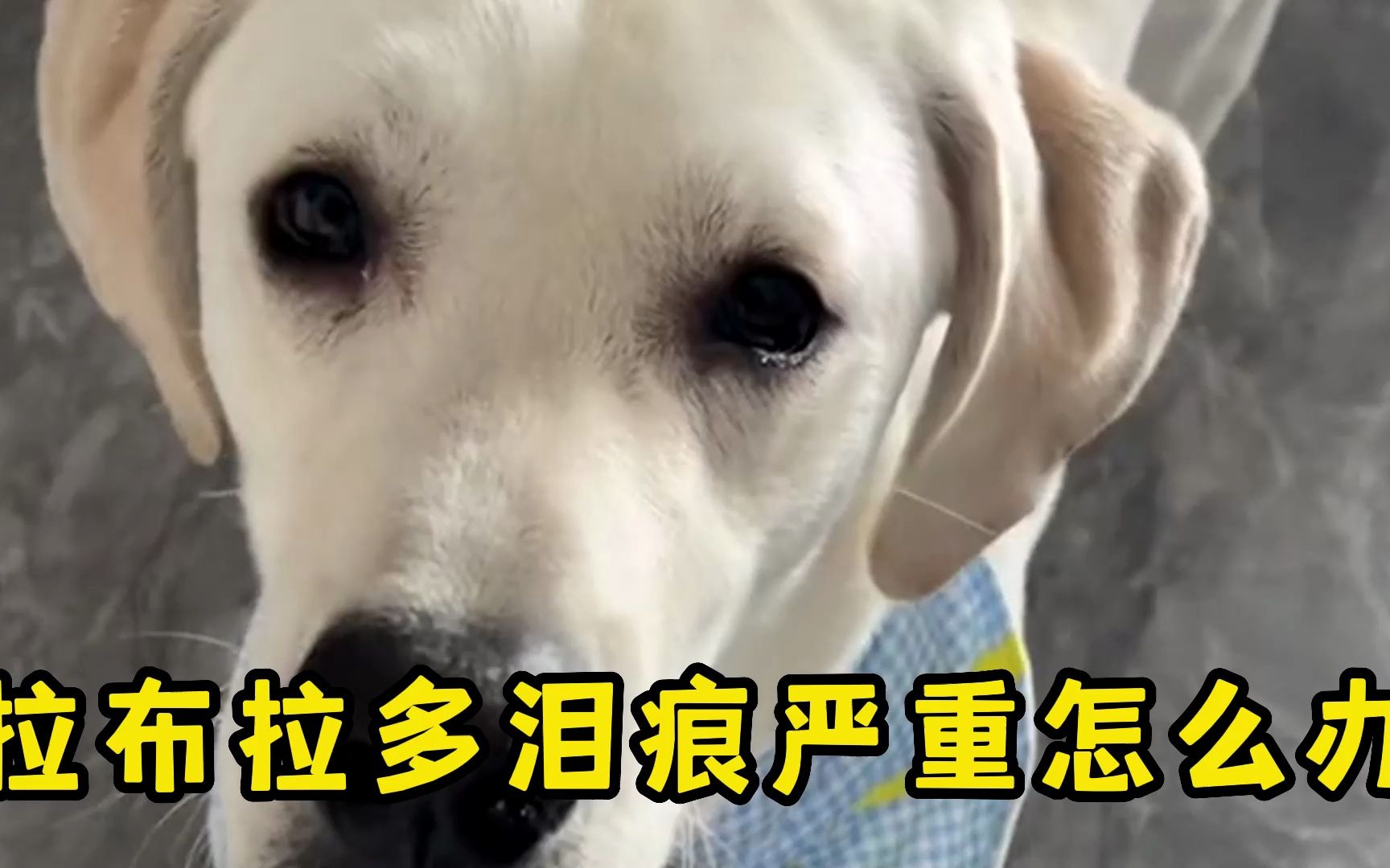 拉布拉多有泪痕,这几种"解决方法"主人一定要知道!