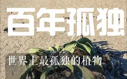 世界上最孤独的植物哔哩哔哩bilibili