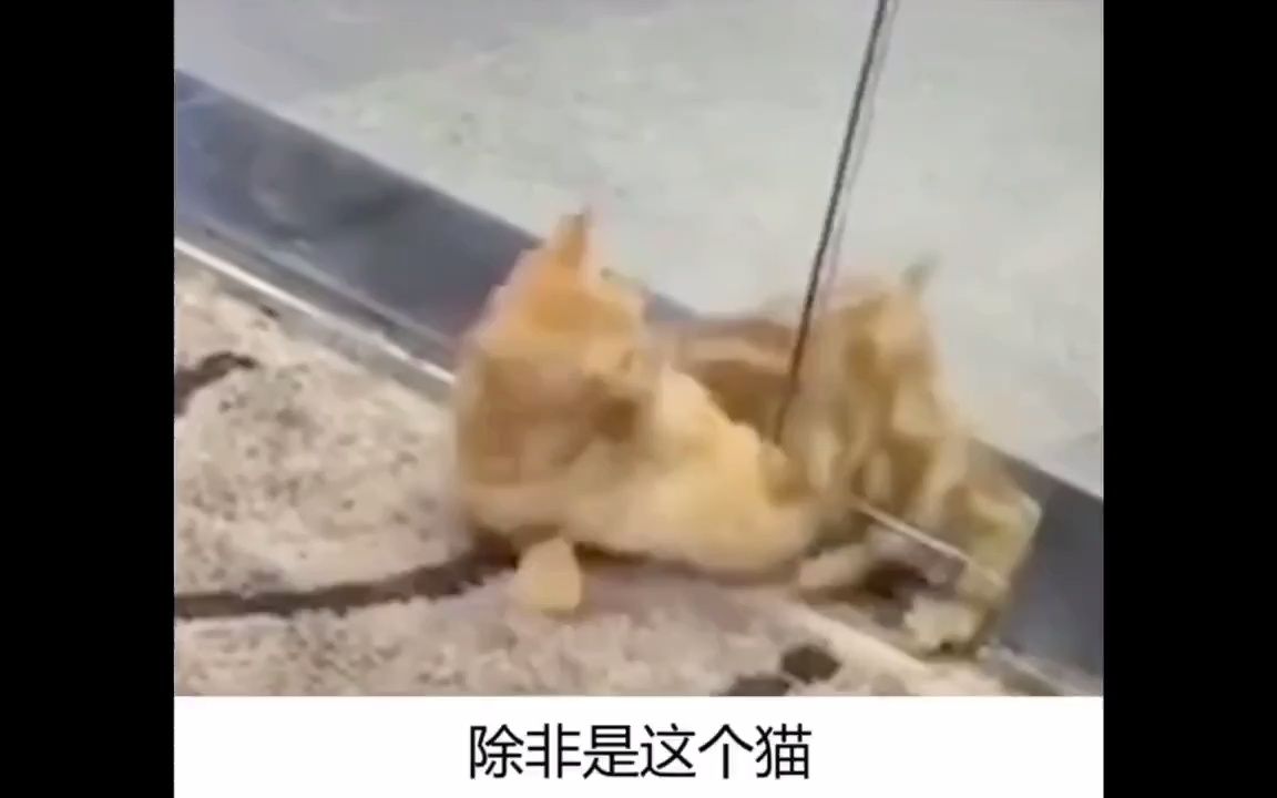 有关猫的趣味小知识哔哩哔哩bilibili