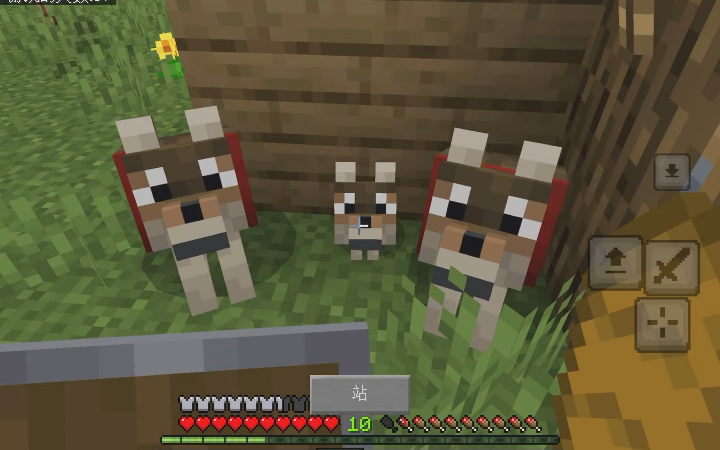 我的世界原版开荒(day33~37)挖矿 白给,砍树和养狗…片段