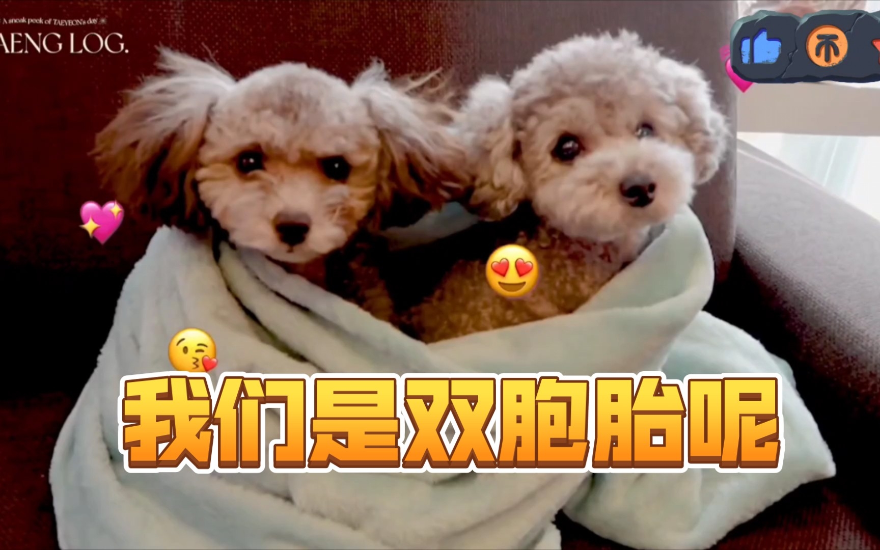 [图]【少女时代】泰妍和孝渊的狗🐶傻傻分不清楚