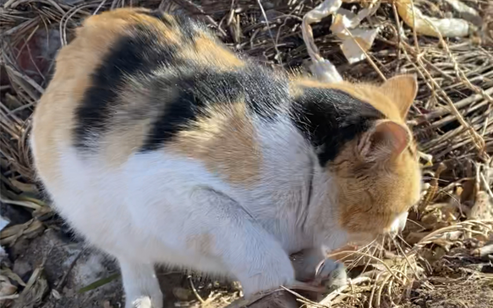 东北小土猫 玩耍日常 我的猫爬架是一片树林!