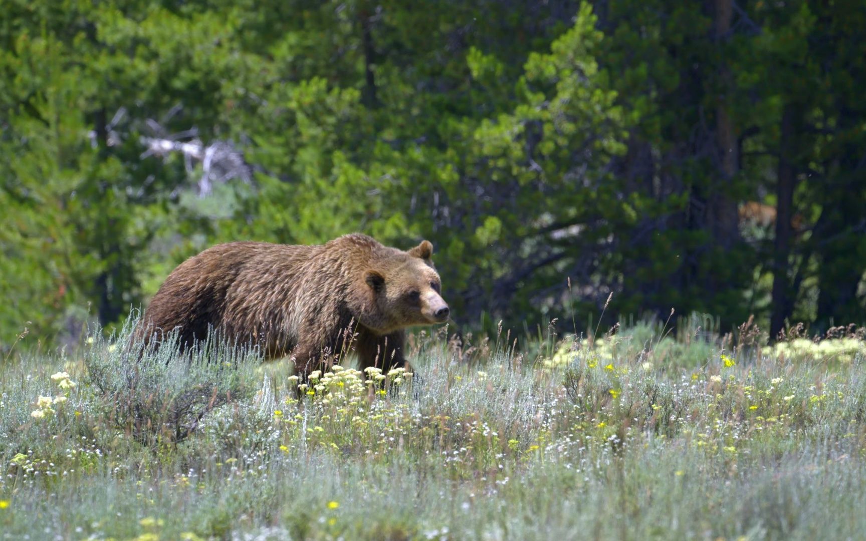 尼康美国出品的z8野生摄影推介中大量使用了180-600