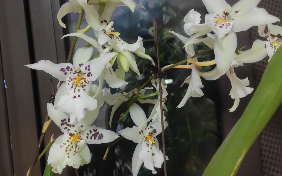 大花文心兰 白仙女