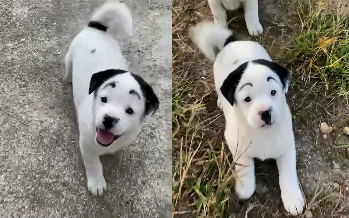 小狗自带中分刘海,主人添了眉毛后气质瞬间不一样:丑萌丑萌的_哔哩