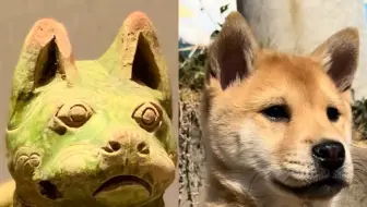 穿越千年还是从前的模样，中华田园犬