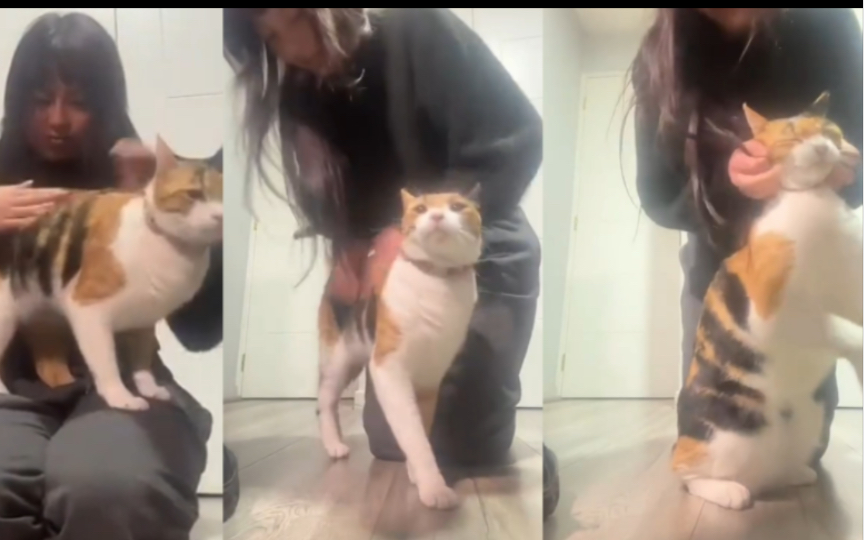 猫咪:不要停,好舒服哦~哔哩哔哩bilibili