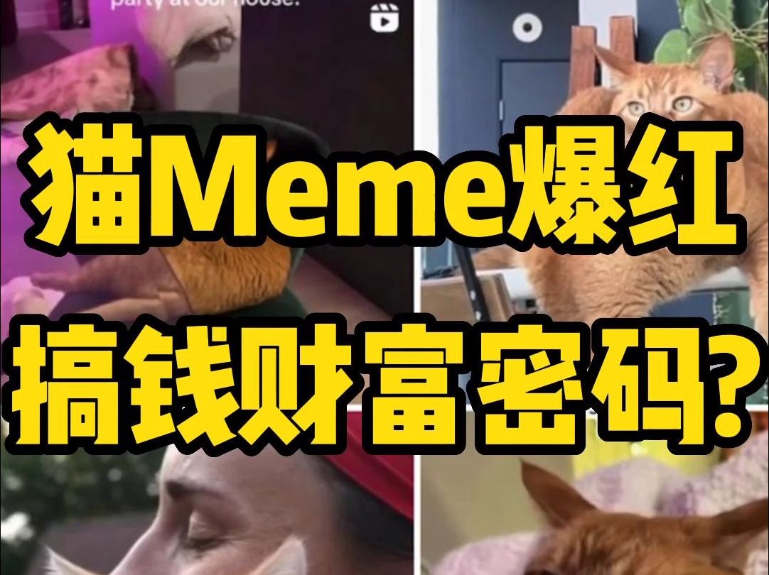 猫Meme全网爆红,海外搞钱财富密码?哔哩哔哩bilibili