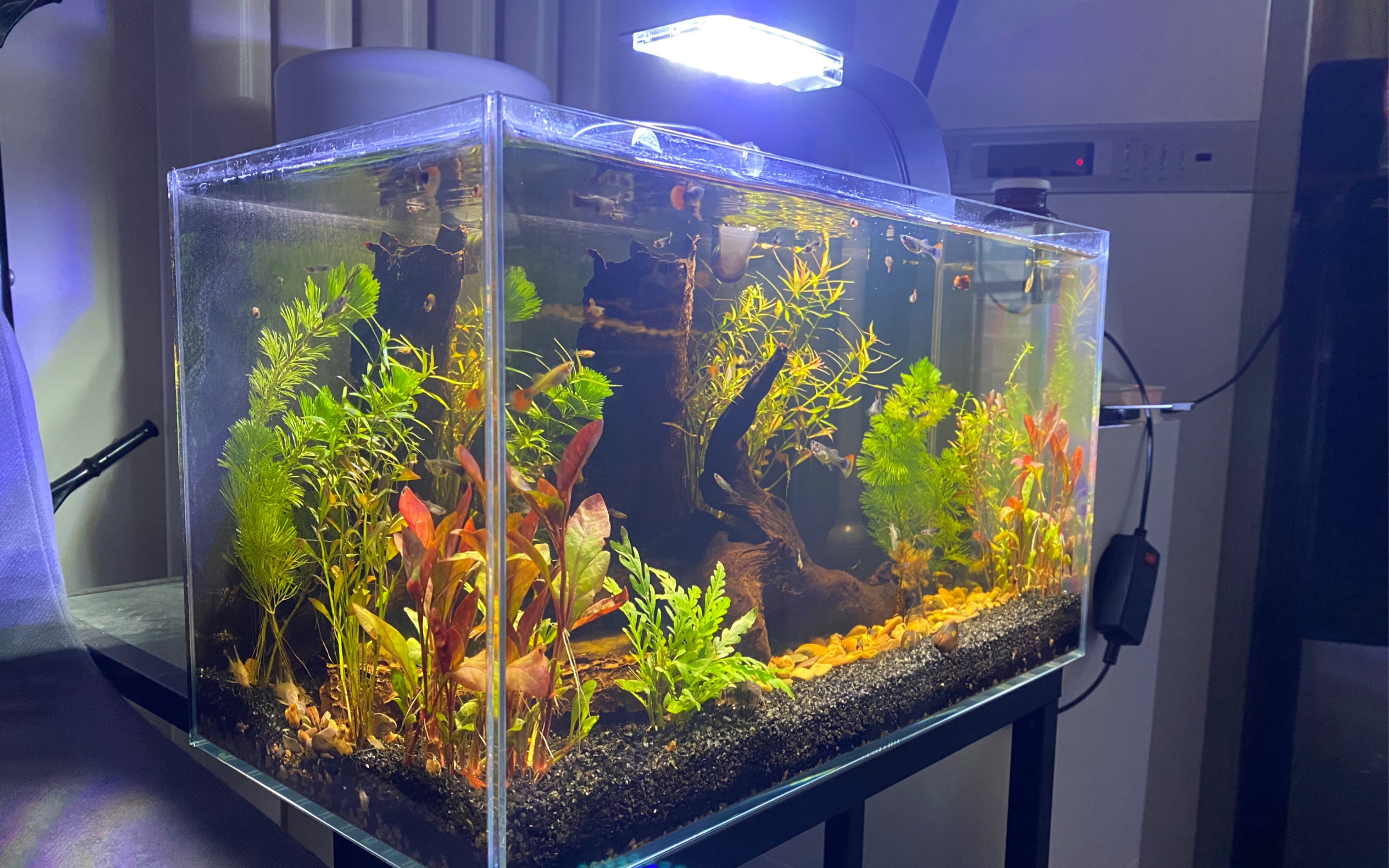 新手入门孔雀鱼缸 沉木 水草 虾螺 小鼠鱼_哔哩哔哩_bilibili