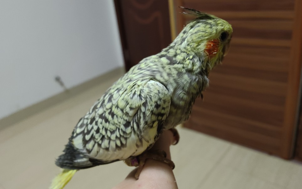 活动  【鹦鹉】珍珠玄凤日常