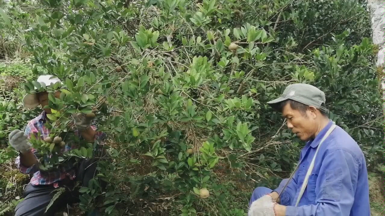 海南山茶油最高可卖300元一斤,同是山茶油,差别为何那么大?哔哩哔哩bilibili