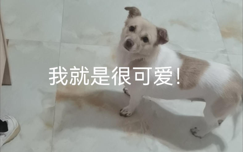 主人,我真的错了,不要生气!哔哩哔哩bilibili