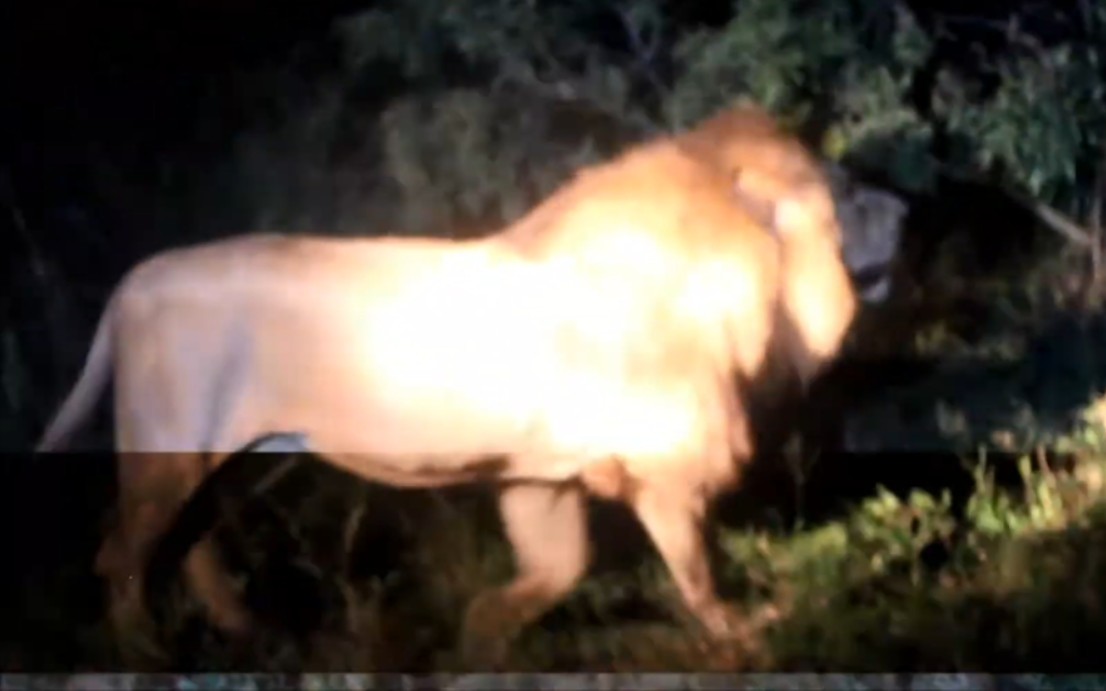 回忆粗壮的老伯明翰雄狮 三兄弟全部被狩猎