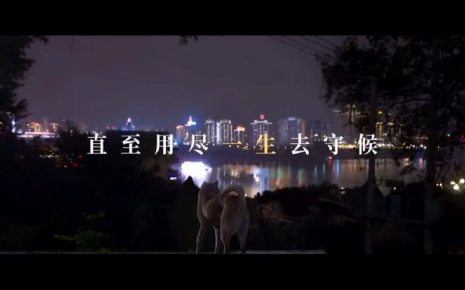 #忠犬八公狗狗主演是流浪狗#《忠犬八公》发布终极预告,呈现无数催泪名场面.狗狗八筒和陈敬修的相遇,让他们成为了彼此温暖的依靠.哔哩哔哩bilibili