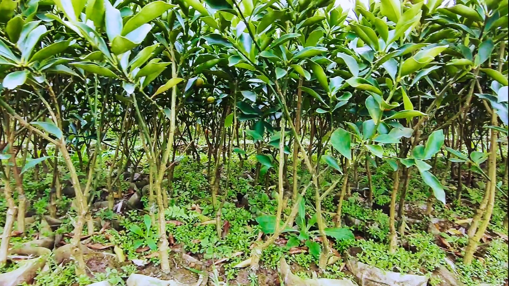 融安脆蜜金桔杯苗已经不多,想要的朋友抓紧时间下单了.