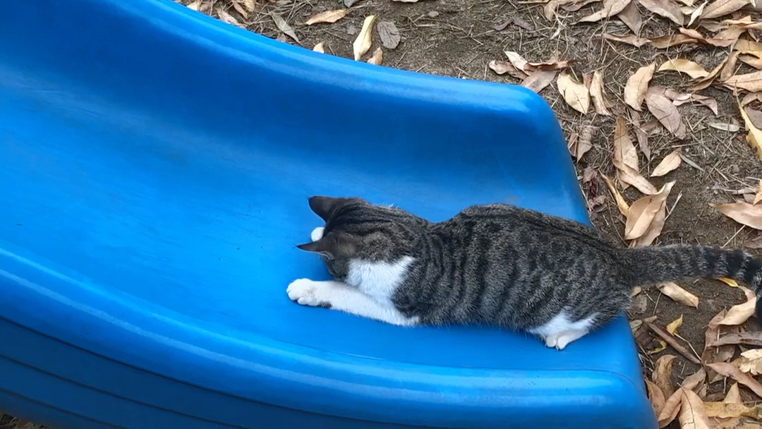 猫咪玩滑滑梯