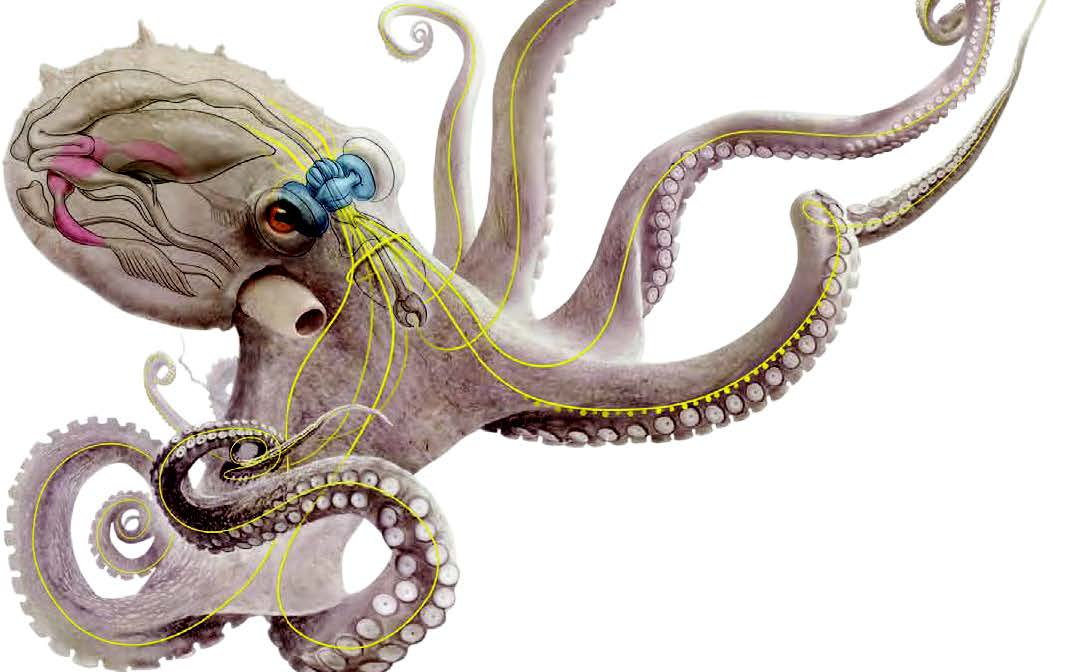 【英文字幕】章鱼 octopuses 101 